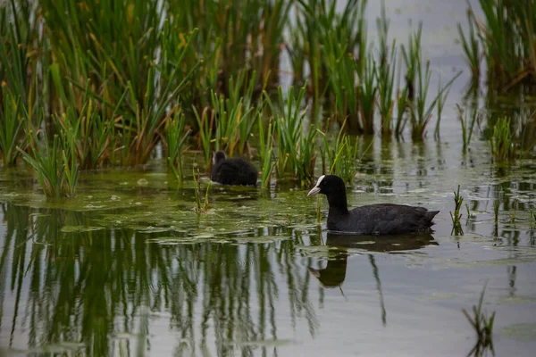 Aiguamolls De L 'Emporda Doğa Koruma Alanında (Fulica atra).