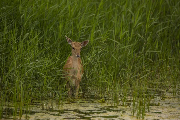 กวางใน Aiguamolls Emporda Nature Reserve สเปน — ภาพถ่ายสต็อก