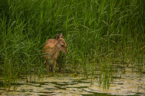 Fallow Deer Aiguamolls Emporda Nature Reserve Spain — Stock Photo, Image