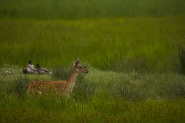 Cervo Aiguamolls Riserva Naturale Emporda Spagna — Foto Stock