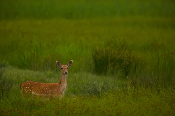 Fallow Deer Aiguamolls Emporda Természetvédelmi Terület Spanyolország — Stock Fotó