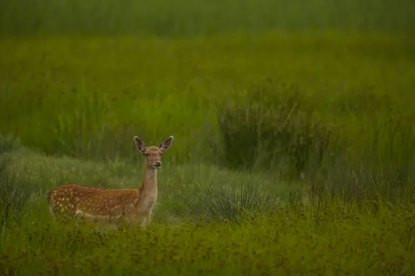 Cervos Aiguamolls Emporda Nature Reserve Espanha — Fotografia de Stock