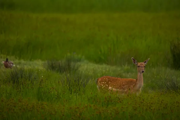 Herten Aiguamolls Emporda Natuurreservaat Spanje — Stockfoto