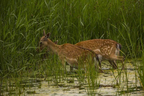 Cervos Aiguamolls Emporda Nature Reserve Espanha — Fotografia de Stock