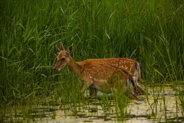 Cervos Aiguamolls Emporda Nature Reserve Espanha — Fotografia de Stock