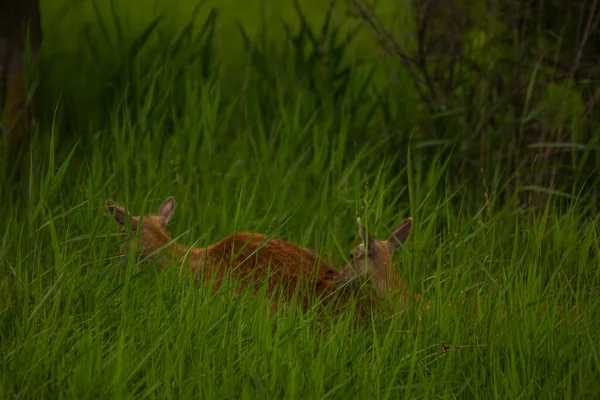 西班牙Aiguamolls Emporda自然保护区的驯鹿 — 图库照片