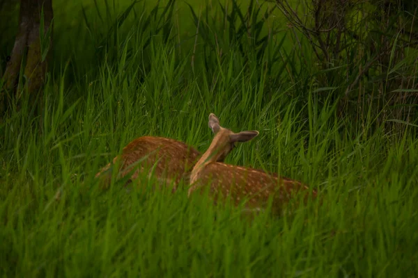 Damhirsche Naturschutzgebiet Aiguamolls Emporda Spanien — Stockfoto