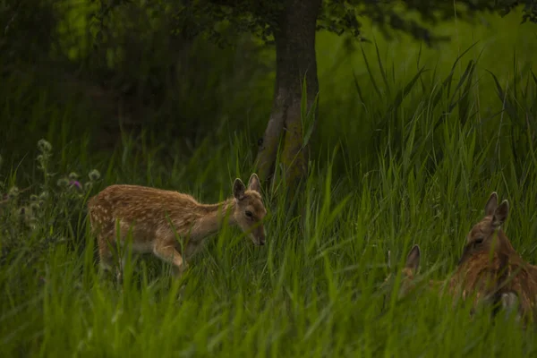 Rådjur Aiguamolls Emporda Naturreservat Spanien — Stockfoto