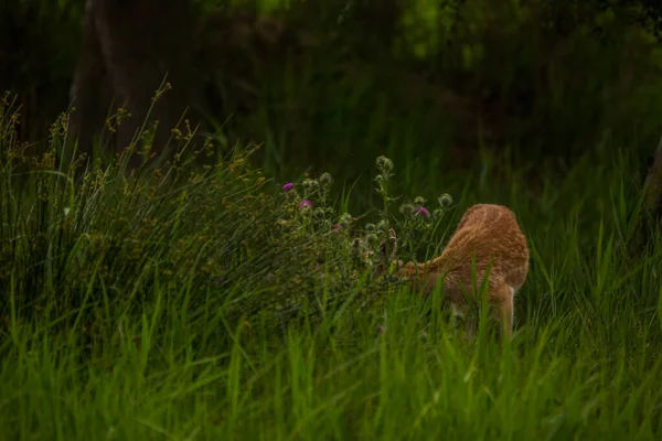 Cervos Aiguamolls Emporda Nature Reserve Espanha — Fotografia de Stock