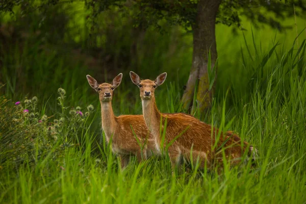 Aiguamolls De L 'Emporda Doğa Koruma Alanındaki Fallow geyiği, İspanya.