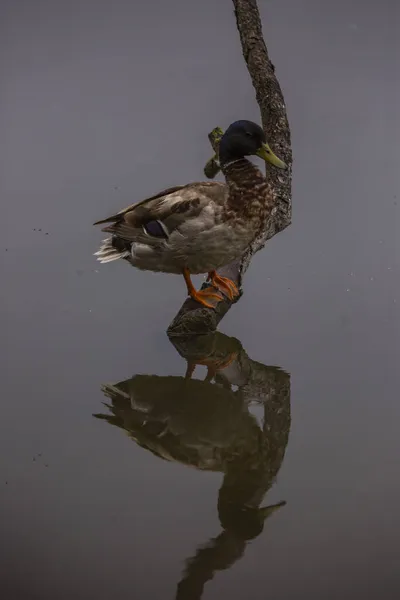 Mallard Tavasszal Aiguamolls Emporda Természetvédelmi Területen Spanyolország — Stock Fotó