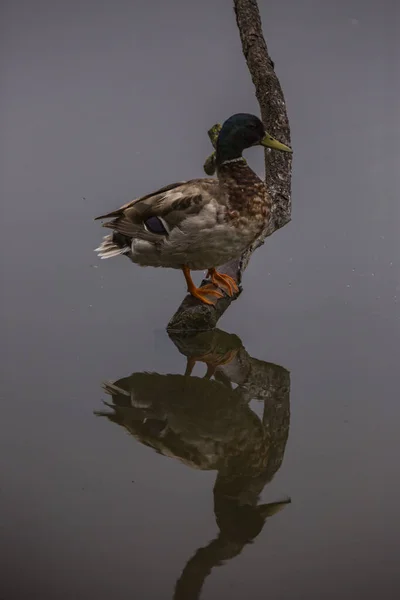 Mallard Spring Aiguamolls Emporda Nature Reserve Spain — Stock Photo, Image