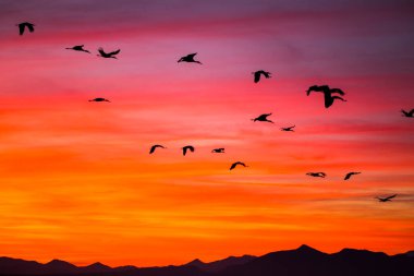 Günbatımı ve turnalar (Gruidae) Aiguamolls De L 'Emporda Doğa Rezervi, İspanya.