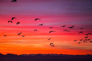 Günbatımı ve turnalar (Gruidae) Aiguamolls De L 'Emporda Doğa Rezervi, İspanya.