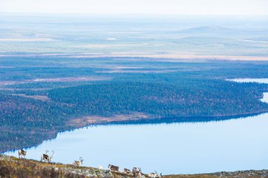 Yllas Pallastunturi Ulusal Parkı, Laponya, Finlandiya 'daki ren geyikleri