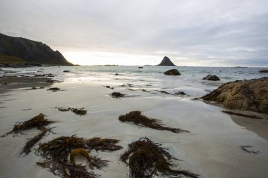 Lofoten Adaları 'ndaki sonbahar manzarası ve plajı. Norveç
