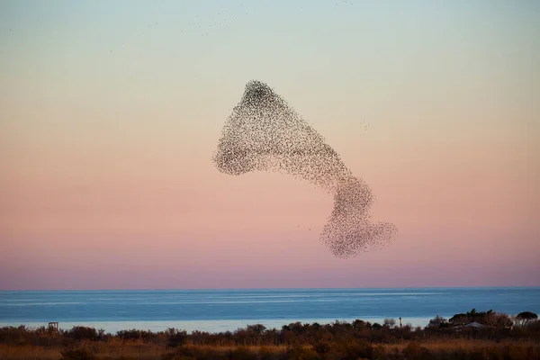 Murmure Étourneaux Aiguamolls Emporda Nature Park Espagne — Photo