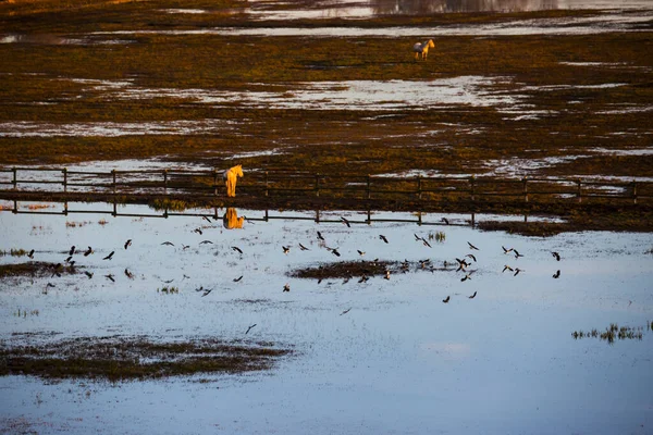 Solnedgång Och Fåglar Aiguamolls Emporda Naturreservat Spanien — Stockfoto