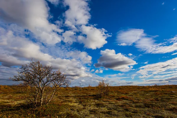 ノルウェー北部のツンドラで秋の風景 ヨーロッパ — ストック写真