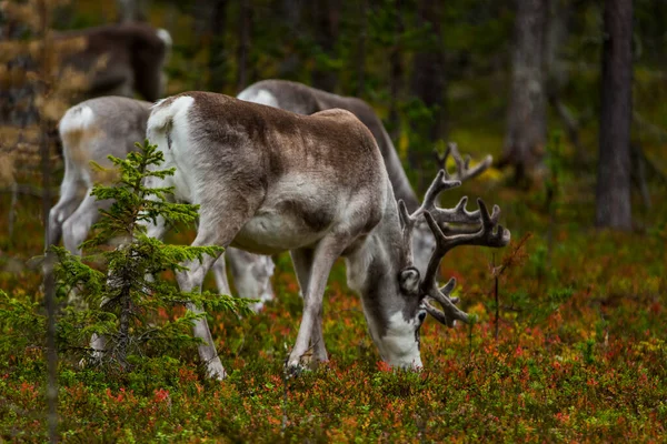 Reindeers Φθινόπωρο Στη Λαπωνία Της Βόρειας Φινλανδίας Ευρώπη — Φωτογραφία Αρχείου