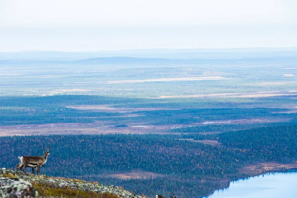 Олени Национальном Парке Yllas Pallastunturi Лапландия Финляндия — стоковое фото