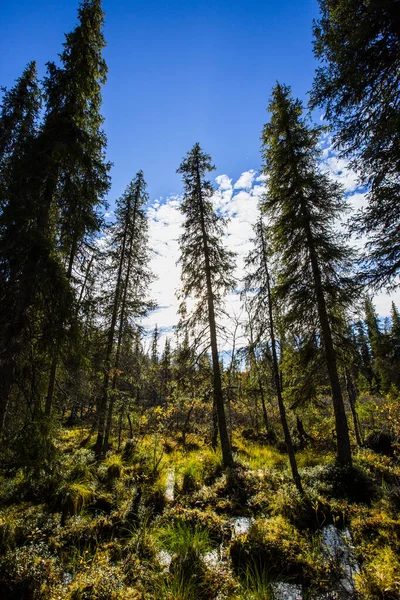 Paisaje Otoñal Parque Nacional Yllas Pallastunturi Finlandia — Foto de Stock