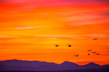 Günbatımı ve turnalar (Gruidae) Aiguamolls De L 'Emporda Doğa Rezervi, İspanya.