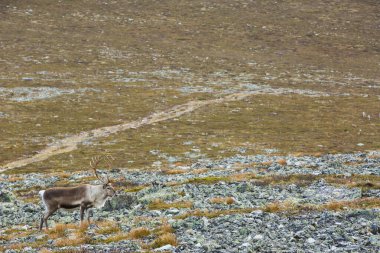 Yllas Pallastunturi Ulusal Parkı, Laponya, Finlandiya 'daki ren geyikleri