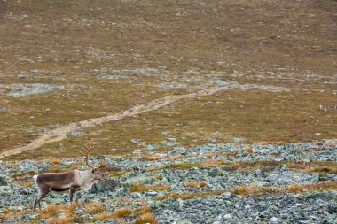 Yllas Pallastunturi Ulusal Parkı, Laponya, Finlandiya 'daki ren geyikleri