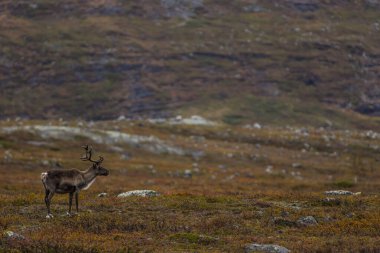 Sonbaharda Kuzey Finlandiya, Laponya 'da ren geyikleri. Avrupa.