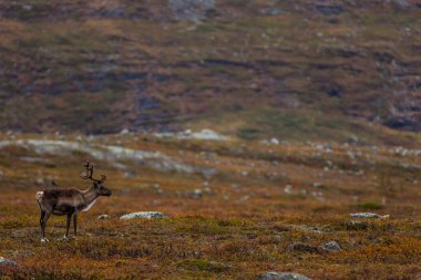 Sonbaharda Kuzey Finlandiya, Laponya 'da ren geyikleri. Avrupa.