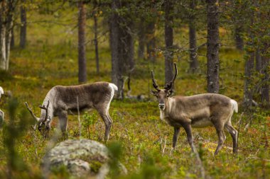 Sonbaharda Kuzey Finlandiya, Laponya 'da ren geyikleri. Avrupa.