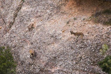 Montserrat Dağı 'ndaki dağ keçisi, Barcelona, İspanya.