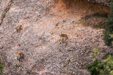 Montserrat Dağı 'ndaki dağ keçisi, Barcelona, İspanya.