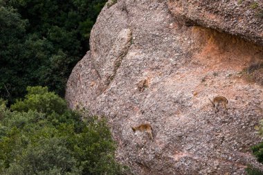 Montserrat Dağı 'ndaki dağ keçisi, Barcelona, İspanya.