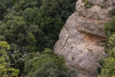 Montserrat Dağı 'ndaki dağ keçisi, Barcelona, İspanya.