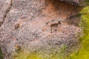 Montserrat Dağı 'ndaki dağ keçisi, Barcelona, İspanya.