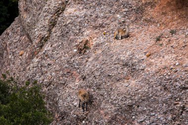 Montserrat Dağı 'ndaki dağ keçisi, Barcelona, İspanya.