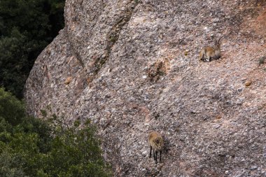 Montserrat Dağı 'ndaki dağ keçisi, Barcelona, İspanya.