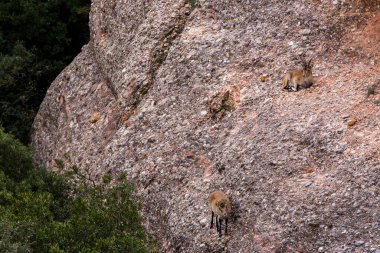 Montserrat Dağı 'ndaki dağ keçisi, Barcelona, İspanya.
