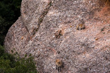 Montserrat Dağı 'ndaki dağ keçisi, Barcelona, İspanya.