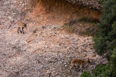 Montserrat Dağı 'ndaki dağ keçisi, Barcelona, İspanya.