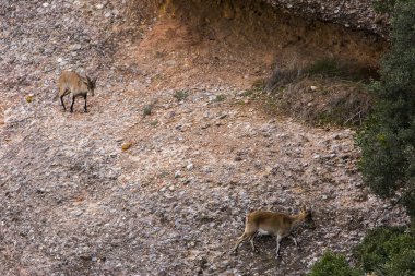 Montserrat Dağı 'ndaki dağ keçisi, Barcelona, İspanya.