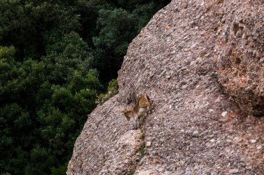 Montserrat Dağı 'ndaki dağ keçisi, Barcelona, İspanya.