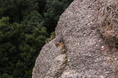 Montserrat Dağı 'ndaki dağ keçisi, Barcelona, İspanya.