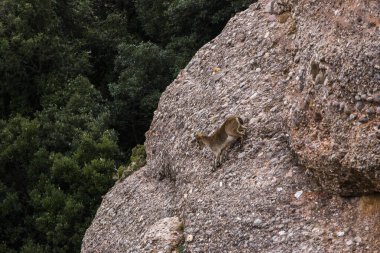 Montserrat Dağı 'ndaki dağ keçisi, Barcelona, İspanya.