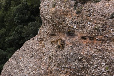 Montserrat Dağı 'ndaki dağ keçisi, Barcelona, İspanya.
