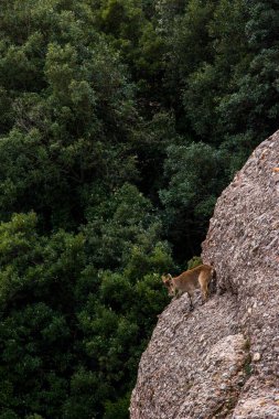 Montserrat Dağı 'ndaki dağ keçisi, Barcelona, İspanya.