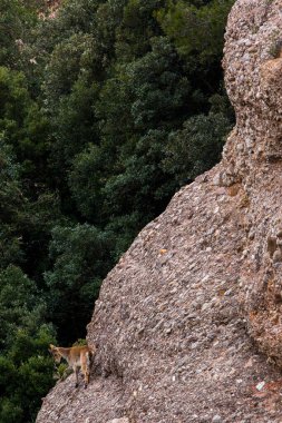 Montserrat Dağı 'ndaki dağ keçisi, Barcelona, İspanya.
