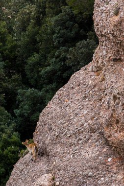 Montserrat Dağı 'ndaki dağ keçisi, Barcelona, İspanya.